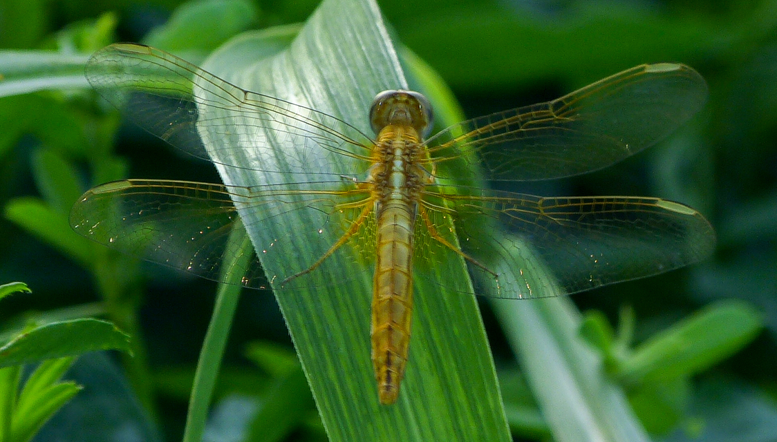 Crocothemis erythraea - skarlát szitakötő