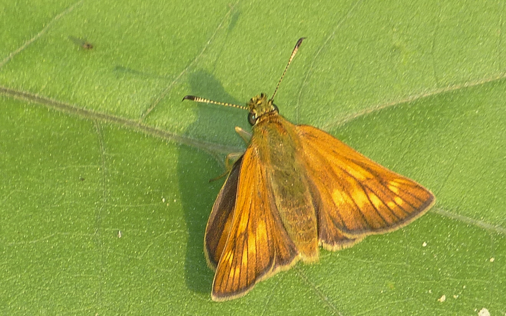 Ochlodes sylvanus - erdei busalepke