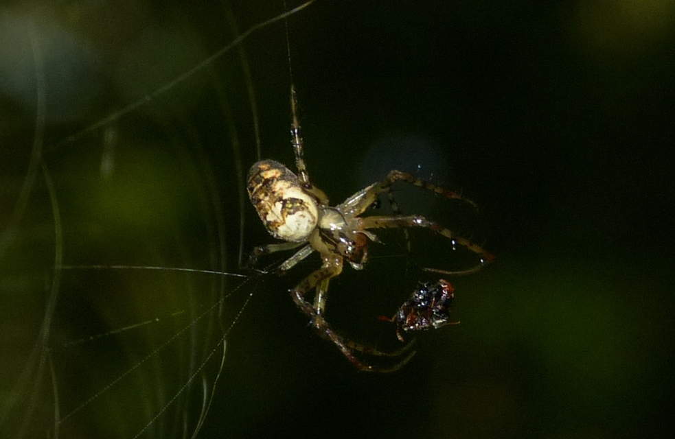 Metellina segmentata/mengei