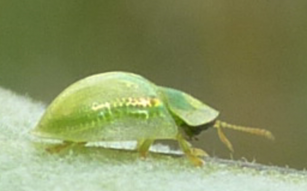 Cassida Cassida