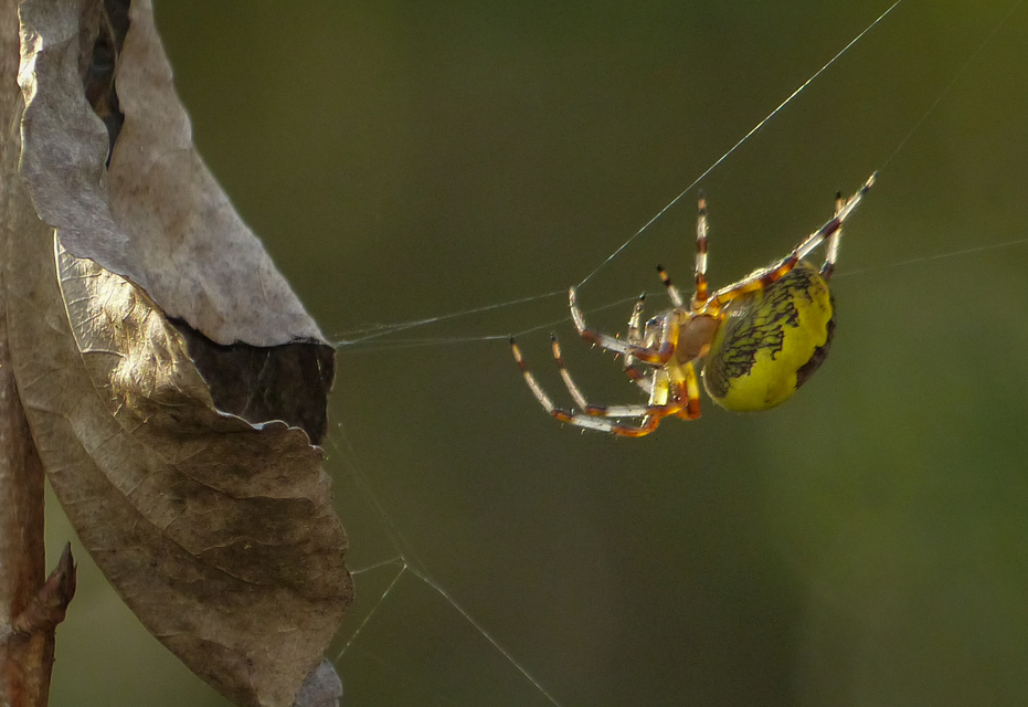 Araneus marmoreus - márványos keresztespók