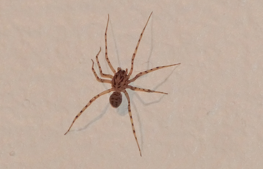 Scytodes thoracica - közönséges csupaszpók