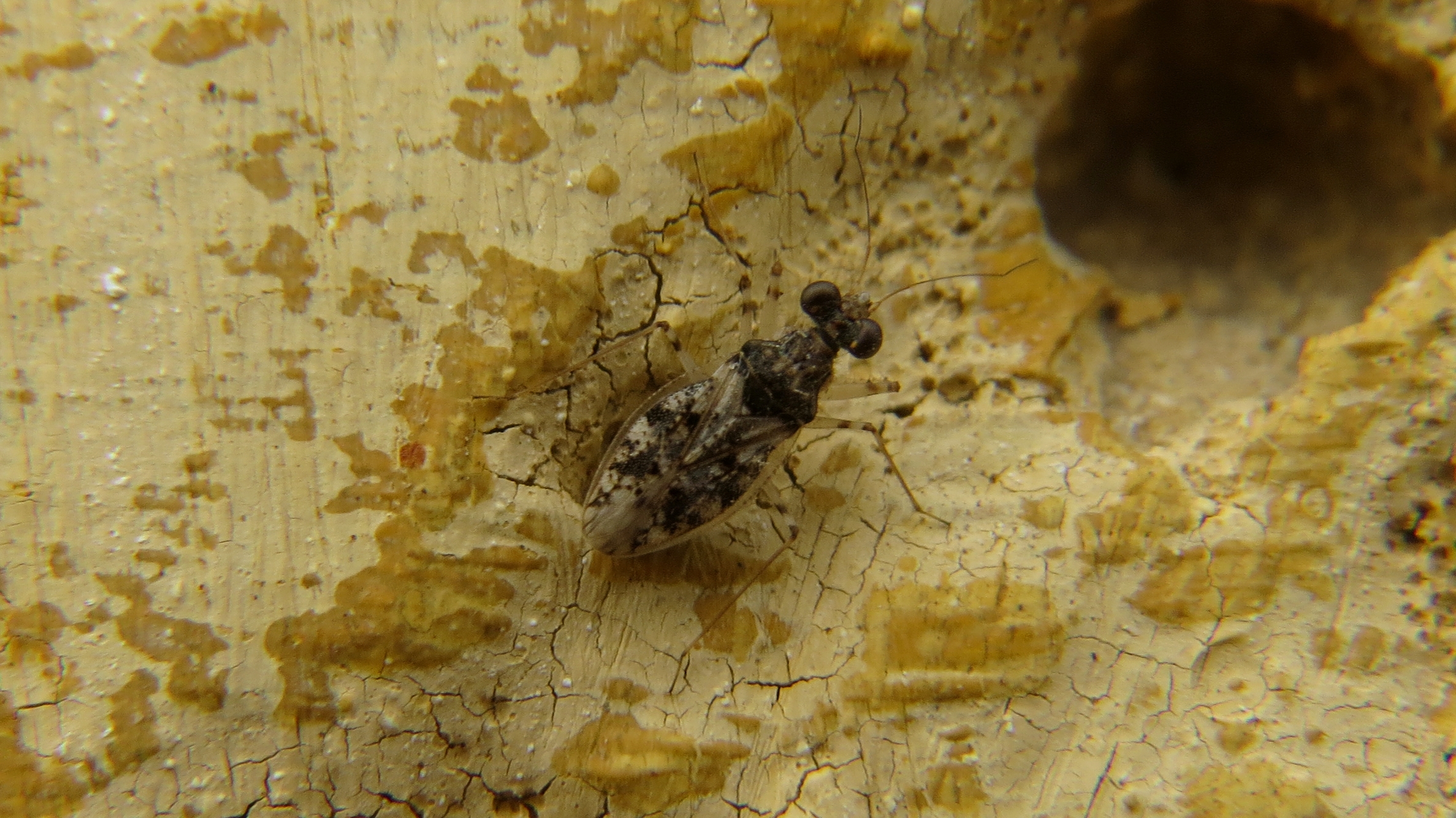 Leptopus marmoratus - kövipoloska