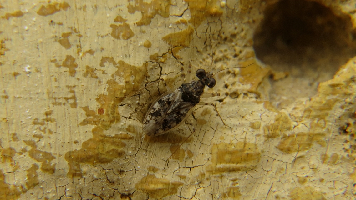 Leptopus marmoratus - kövipoloska