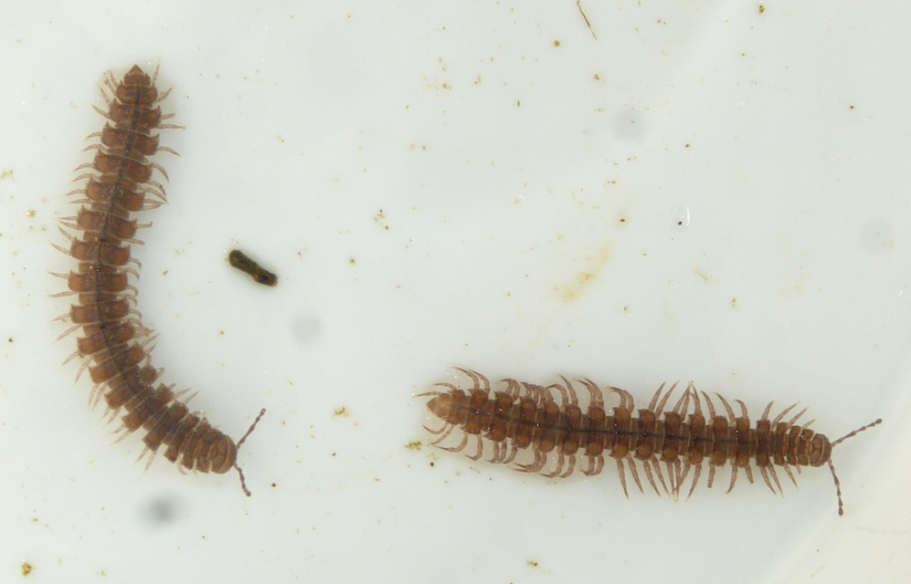 Polydesmidae