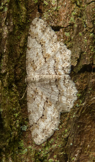 Ectropis crepuscularia - avararaszoló