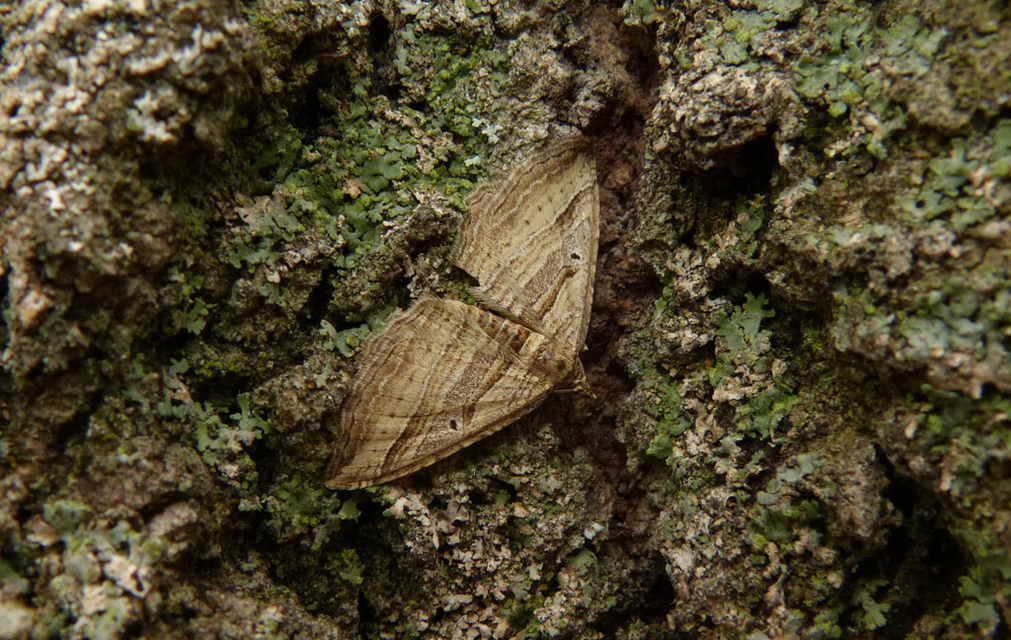 Costaconvexa polygrammata - soksávú araszoló