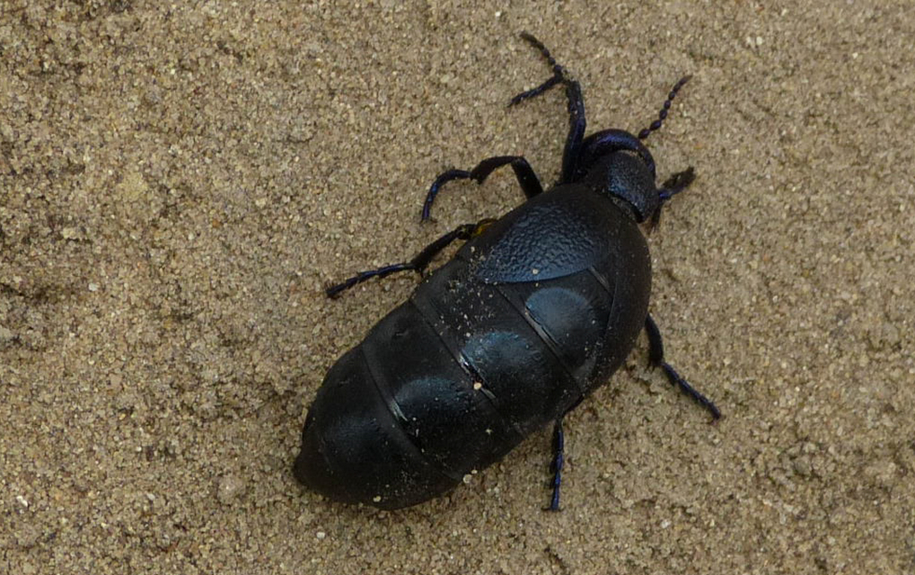 Meloe proscarabaeus - közönséges nünüke