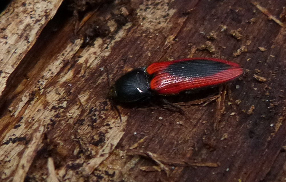 Ampedus sanguinolentus - középfoltos pattanó