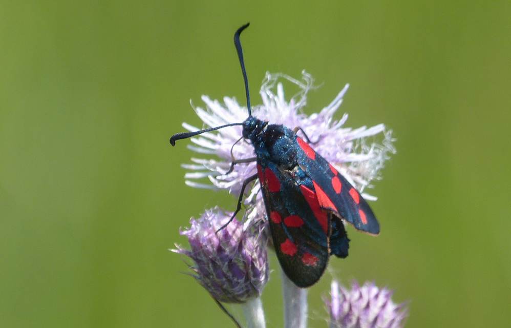 Zygaena filipendulae - acélszínű csüngőlepke