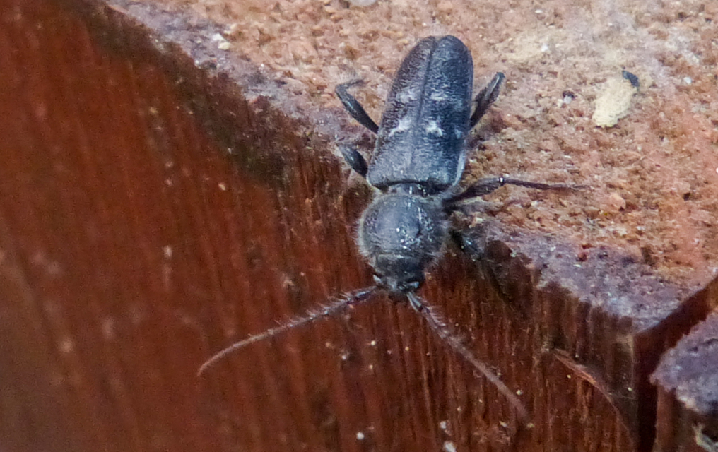 Hylotrupes bajulus - házicincér
