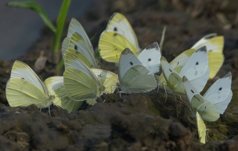 Pieris rapae - répalepke