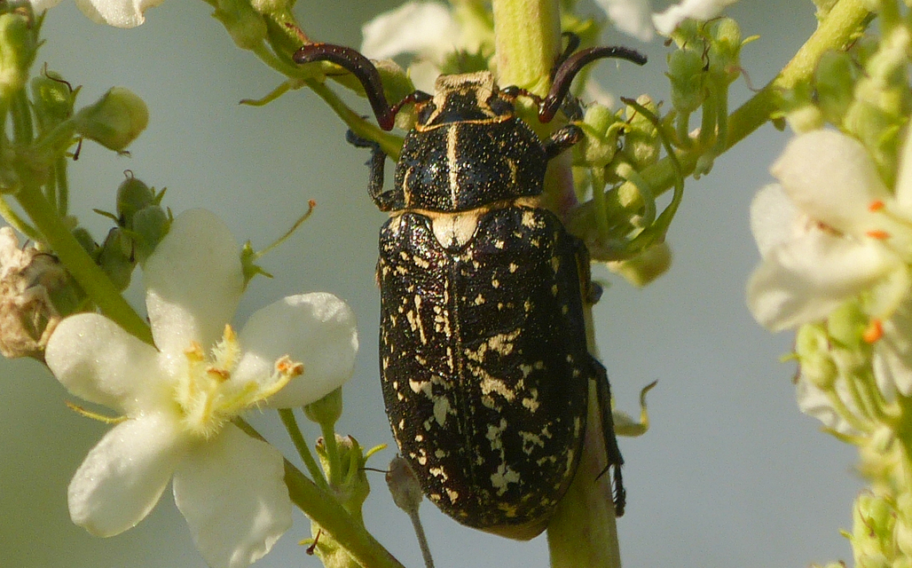 Polyphylla fullo - csapó cserebogár