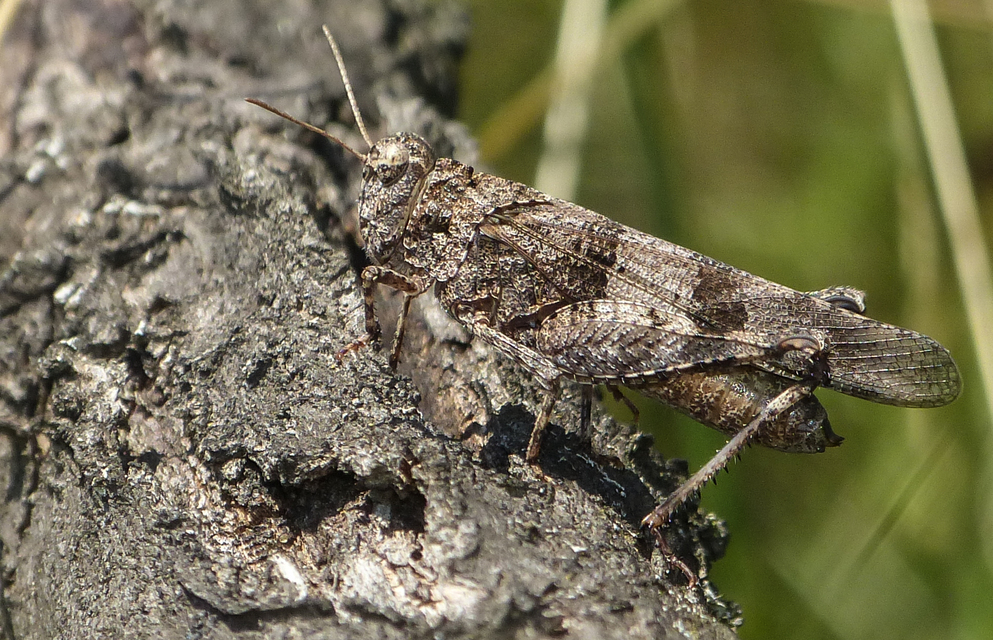 Oedipoda caerulescens - kékszárnyú sáska