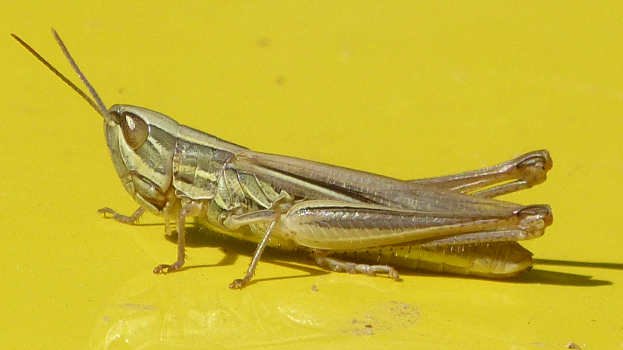 Euchorthippus pulvinatus - karcsú rétisáska