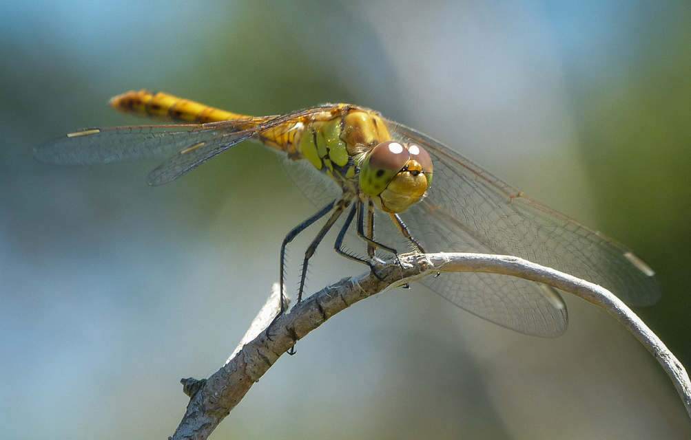 Sympetrum striolatum - harántsávos katona-szitakötő