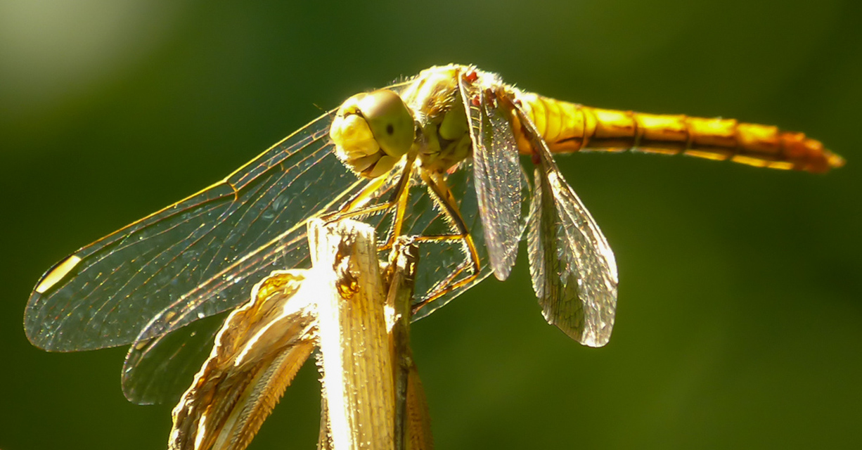 Sympetrum meridionale - fakó katona-szitakötő