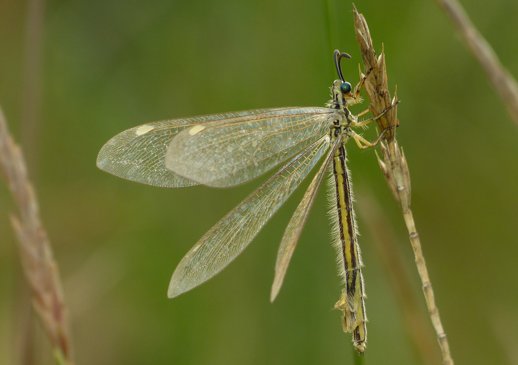 Myrmecaelurus trigrammus - hangyafarkas