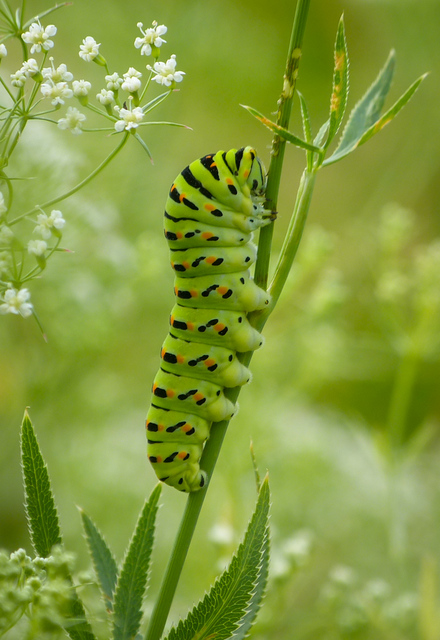 Papilio machaon - fecskefarkú lepke
