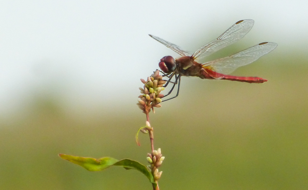 Sympetrum fonscolombii - vándor katona-szitakötő