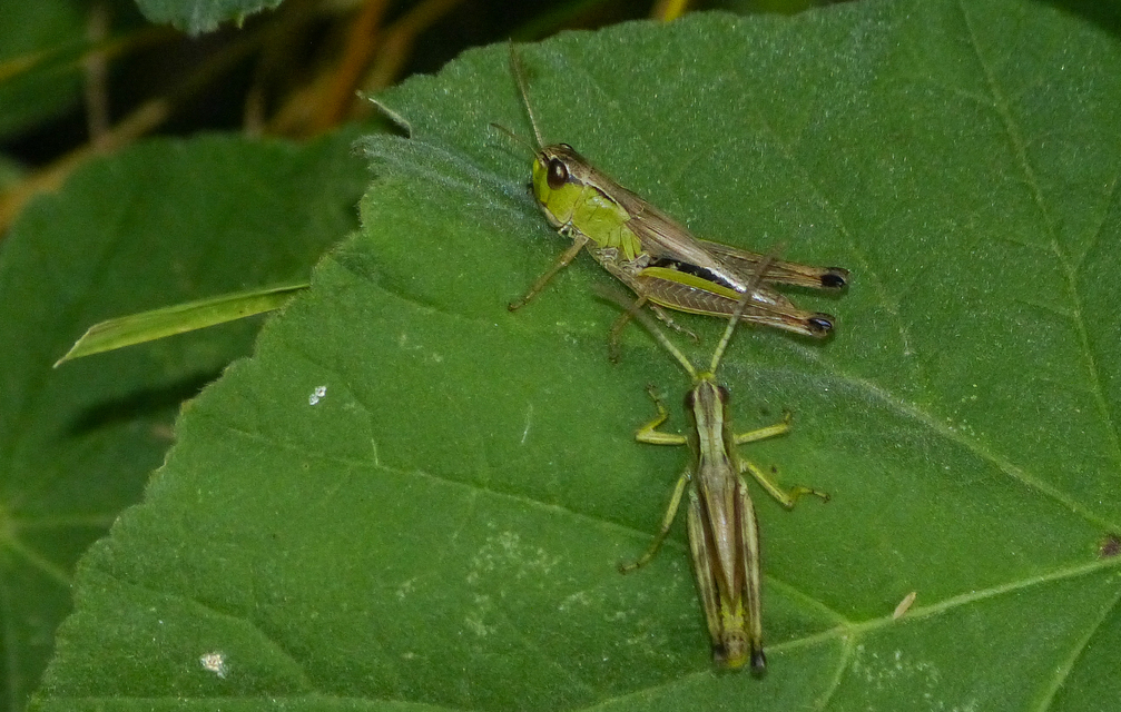Pseudochorthippus parallelus - közönséges rétisáska