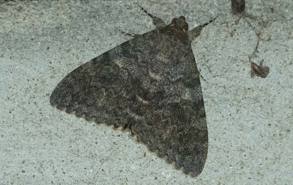 Catocala elocata - közönséges övesbagoly