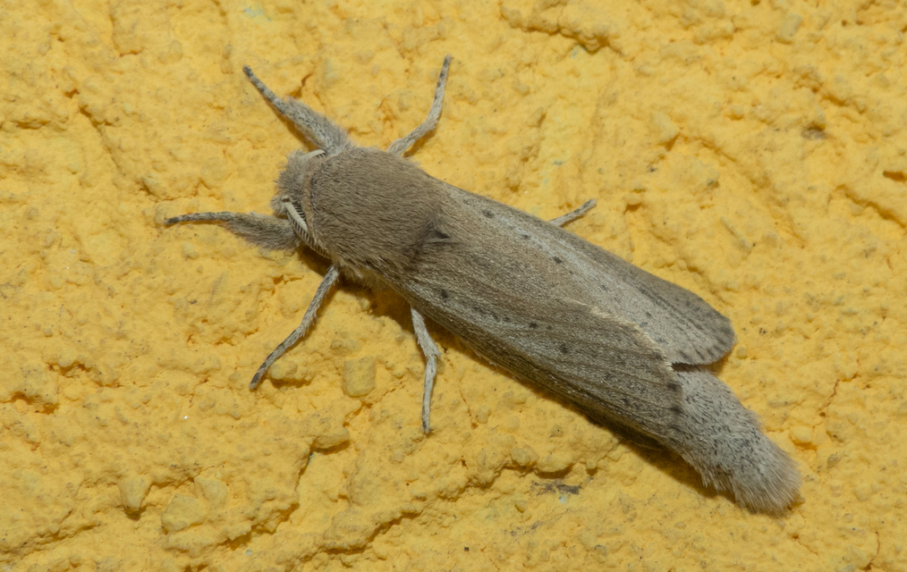 Phragmataecia castaneae - nádfúrólepke