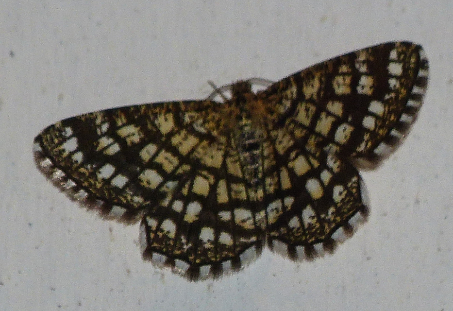 Chiasmia clathrata - rácsos rétiaraszoló