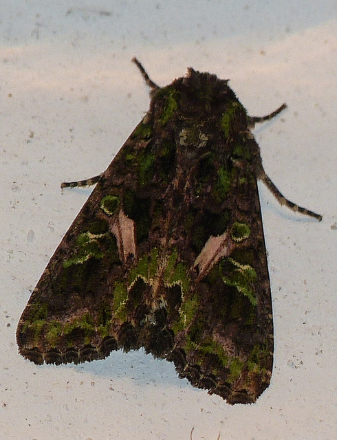 Trachea atriplicis - nyári zöldbagoly