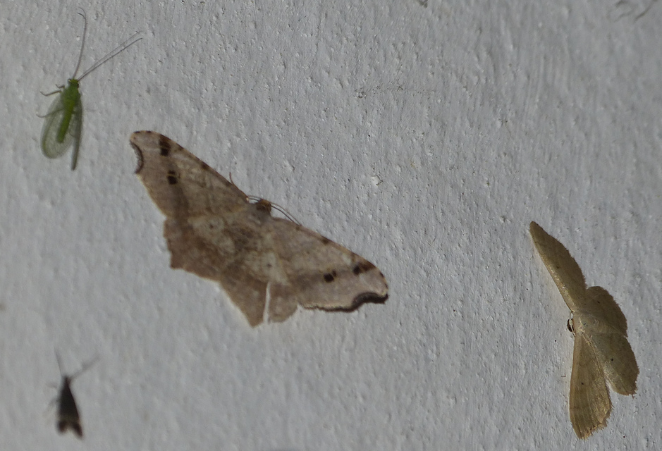 Macaria alternata - közönséges szürkearaszoló