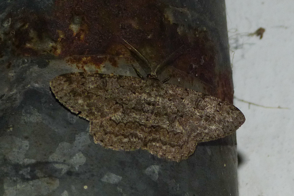 Hypomecis punctinalis - pettyes faaraszoló