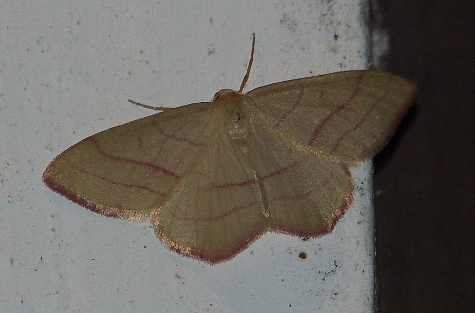 Rhodostrophia vibicaria - pirosszélű araszoló