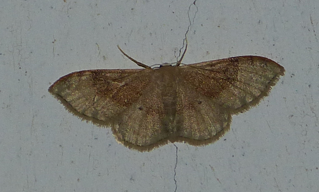 Idaea degeneraria - barnasávos araszoló