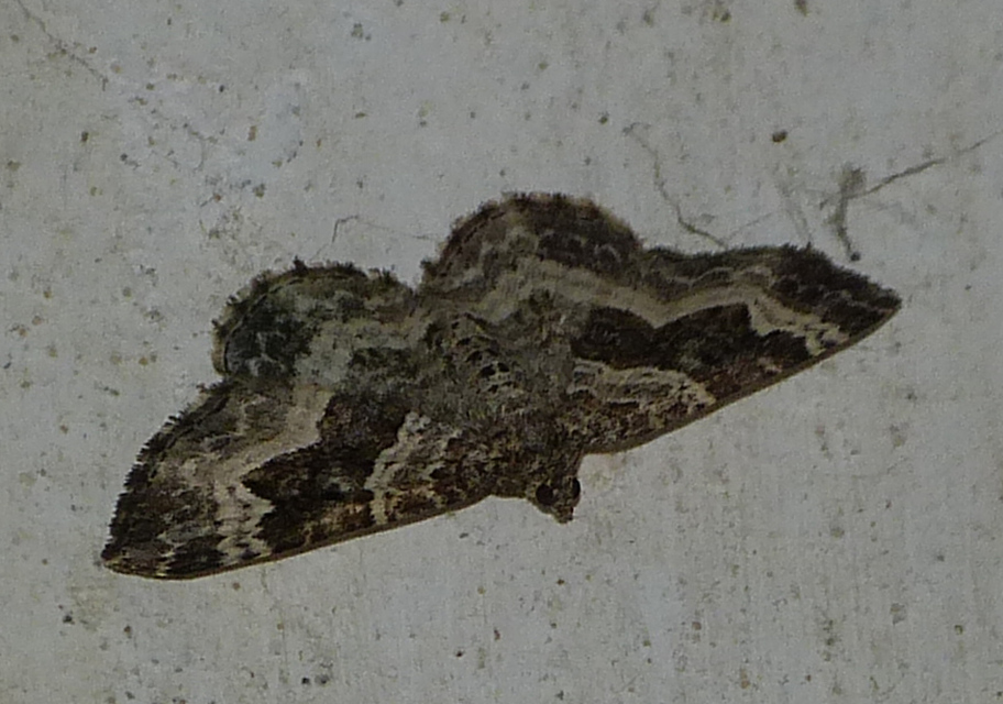 Epirrhoe alternata - galaj-tarkaaraszoló