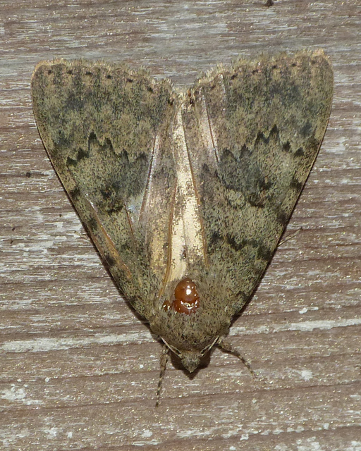 Catocala puerpera - nyárfa-övesbagoly
