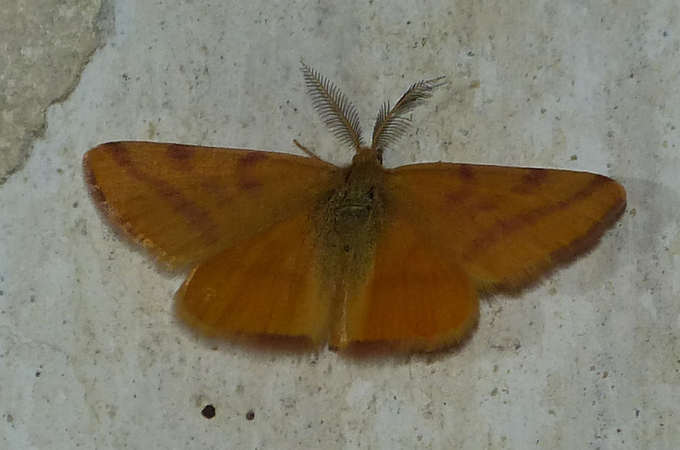 Lythria purpuraria - bíborsávos araszoló