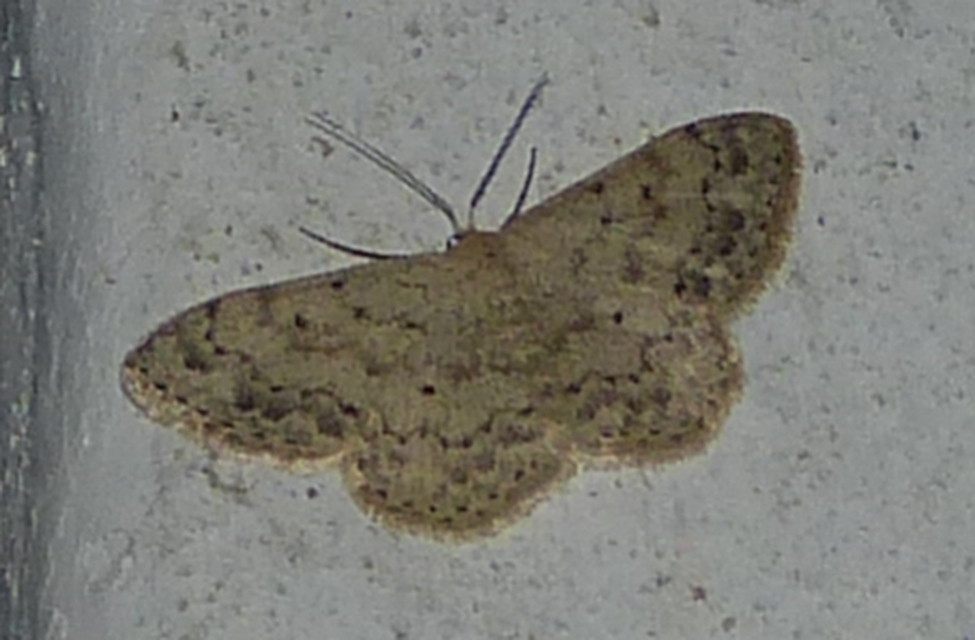 Scopula marginepunctata - pettyes sávosaraszoló