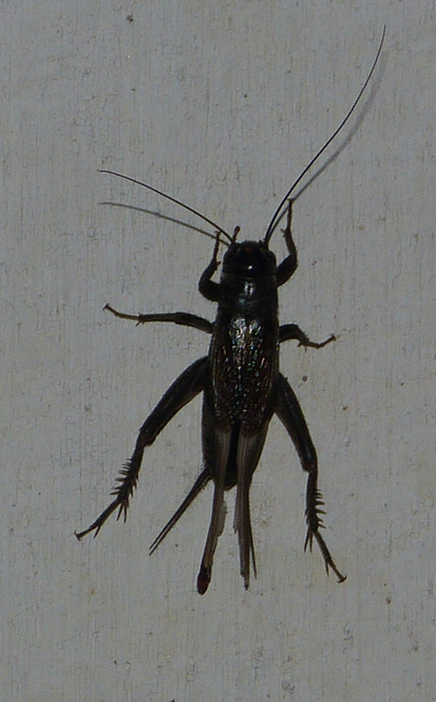 Eumodicogryllus bordigalensis - bordói tücsök