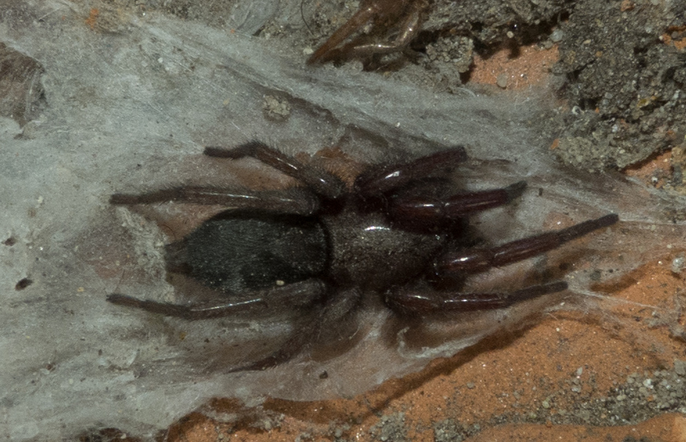 Scotophaeus