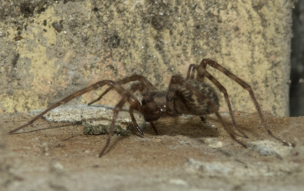 Tegenaria domestica - házi zugpók