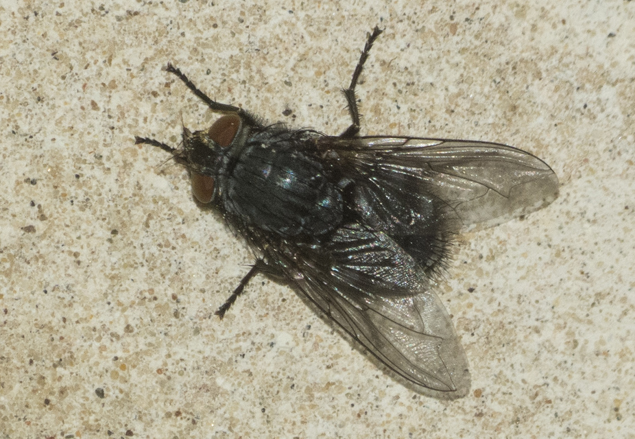 Calliphora