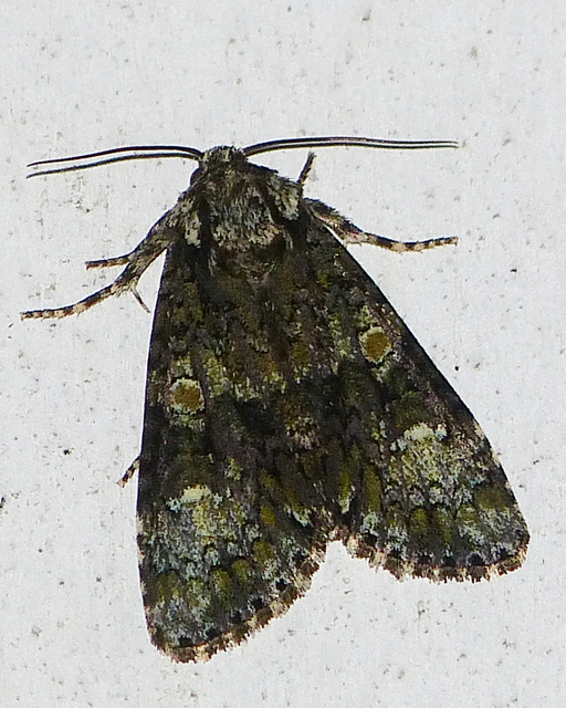 Craniophora ligustri - fagyalbagoly