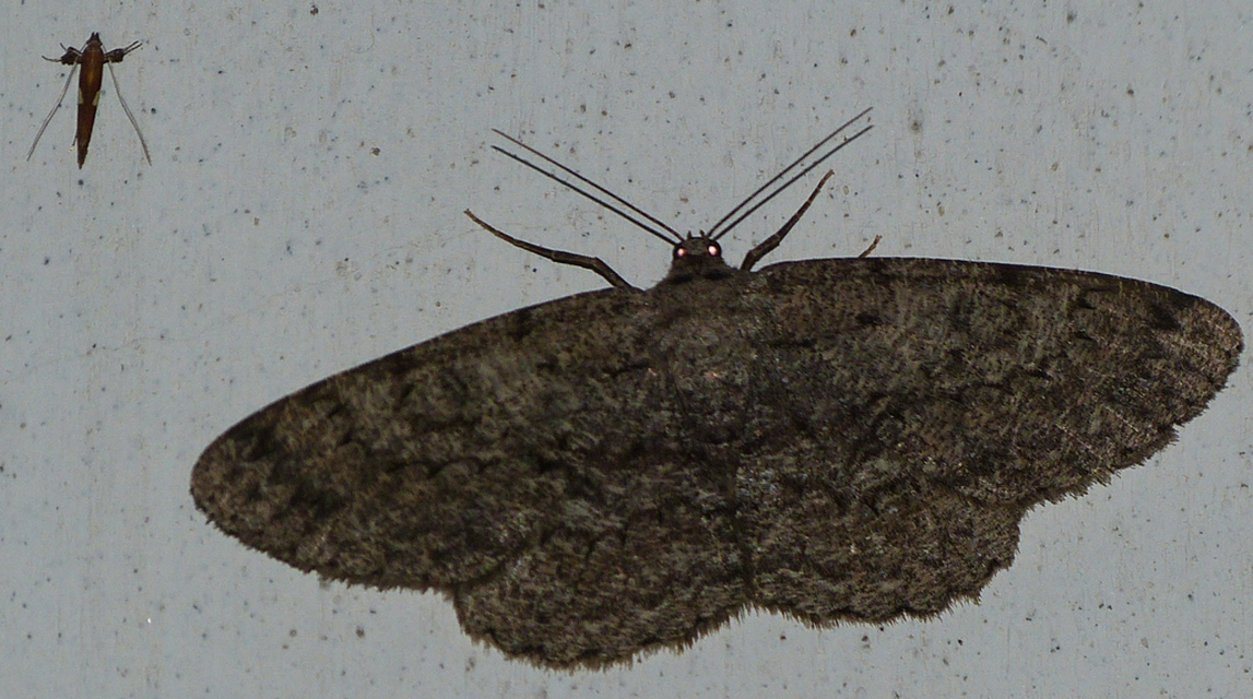 Hypomecis punctinalis - pettyes faaraszoló