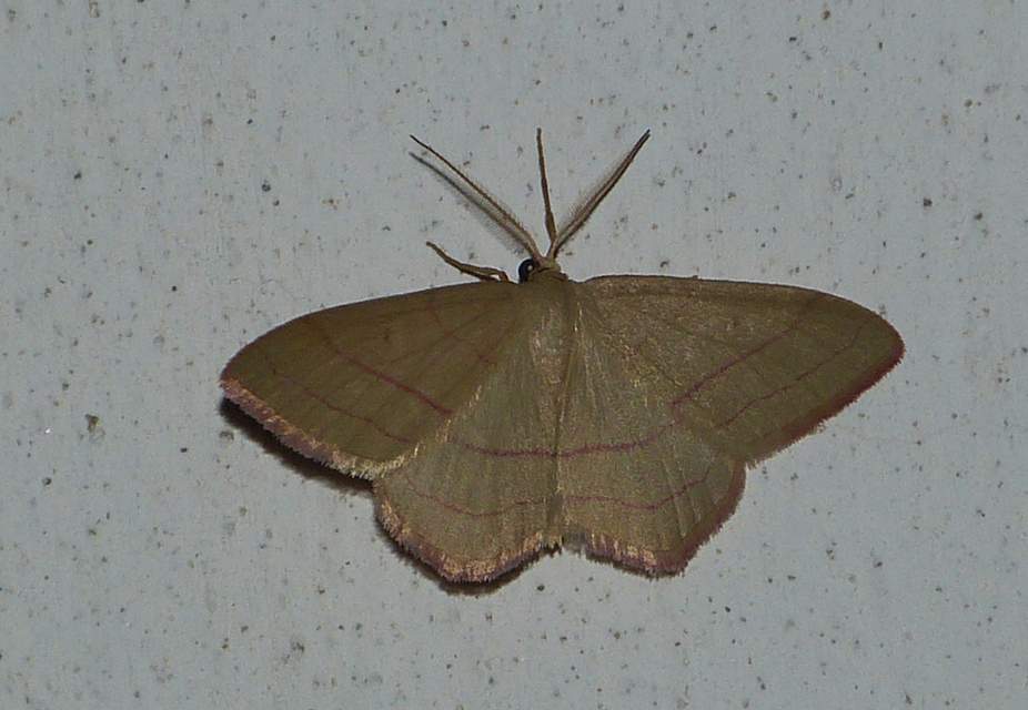 Rhodostrophia vibicaria - pirosszélű araszoló