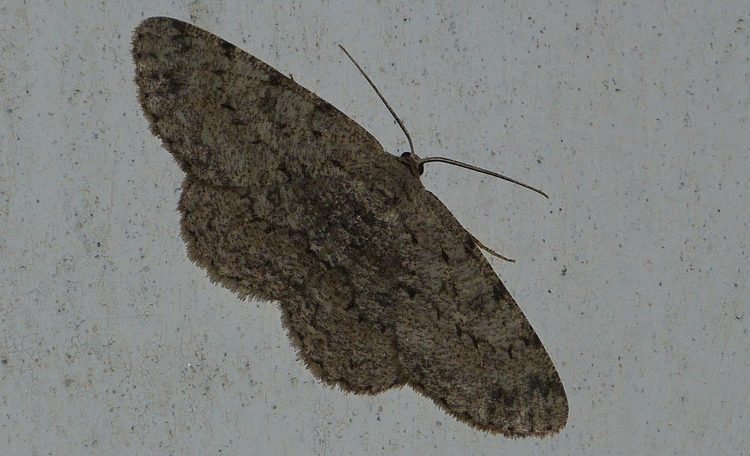 Hypomecis punctinalis - pettyes faaraszoló