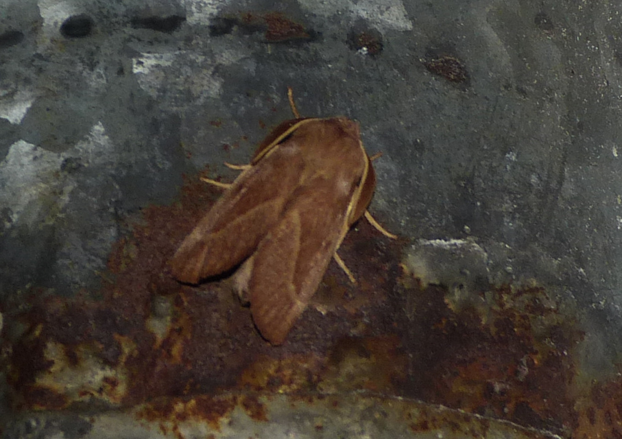 Lasiocampa trifolii - lóhereszövő