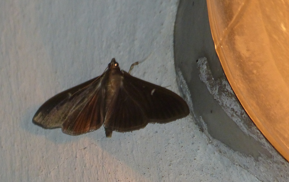 Cydalima perspectalis - puszpáng-tűzmoly