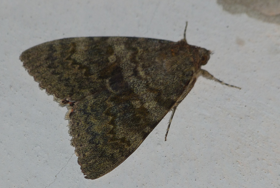 Catocala elocata - közönséges övesbagoly