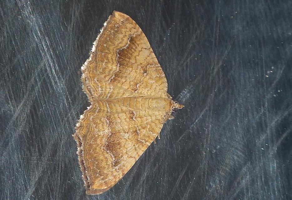 Camptogramma bilineata - kétvonalas sávosaraszoló