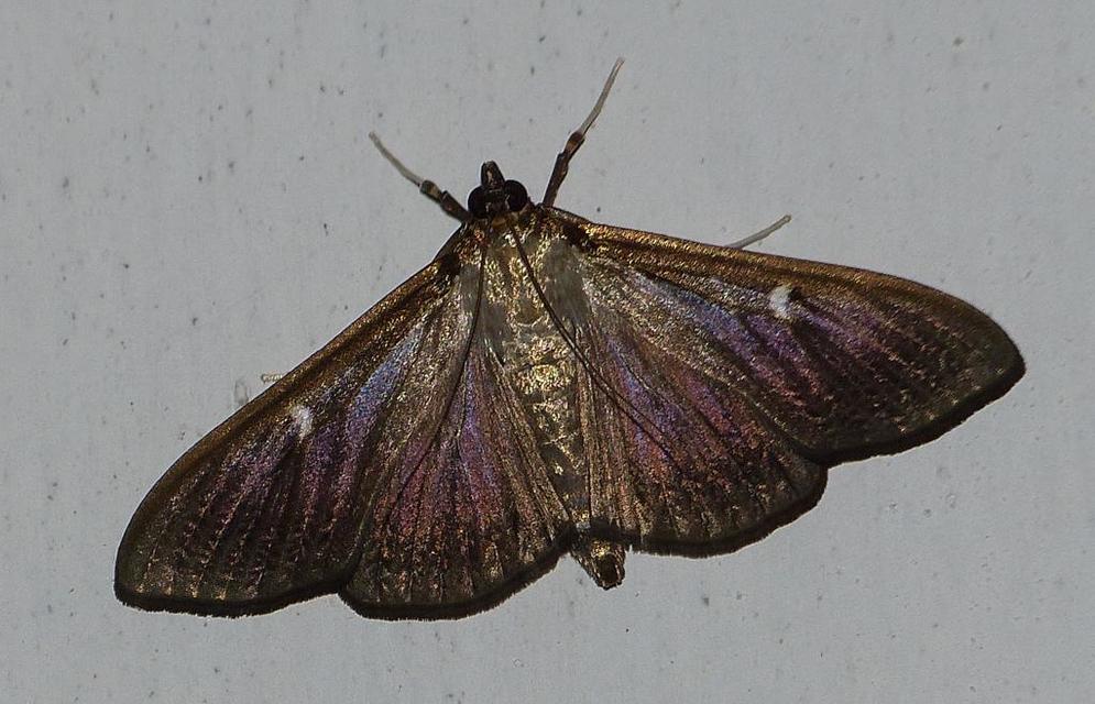 Cydalima perspectalis - puszpáng-tűzmoly
